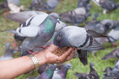 Close-up of hand holding bird