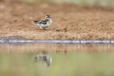 Close-up of bird in lake