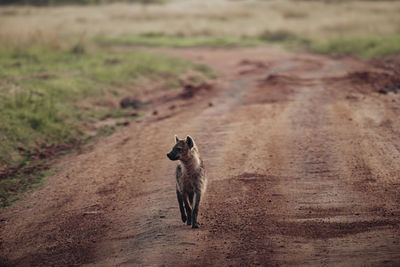 animal