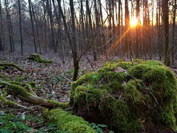 Trees growing in forest