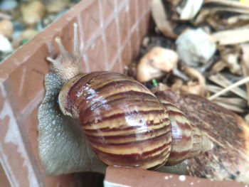 Close-up of snail