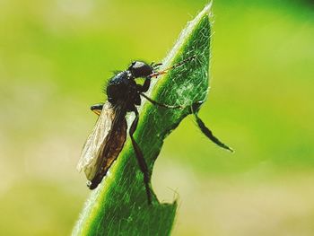 Close-up of insect on leaf