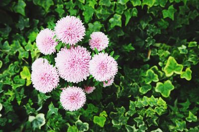 Close-up of pink flower