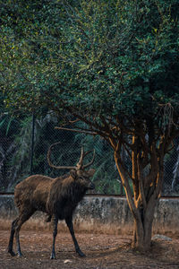 Deer standing by tree