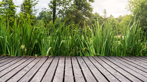 Close-up of plants on field