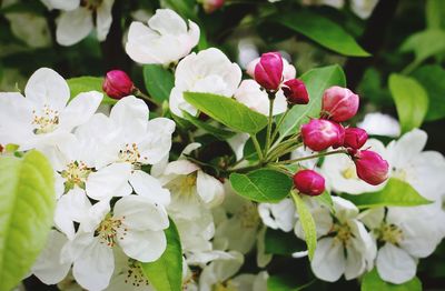 Close-up of fresh purple flowers on tree