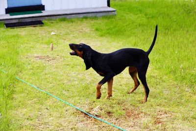 Dog on field