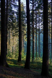 Trees in forest