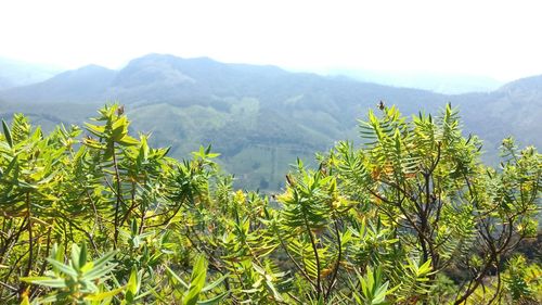 Green plants against mountain range
