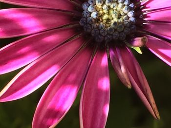 Close-up of pink flower