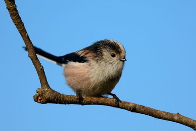 Bird perching on branch against clear blue sky