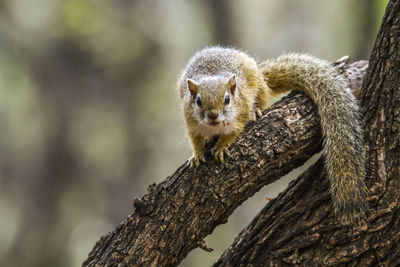 Close-up of squirrel on tree trunk