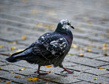 Close-up of bird