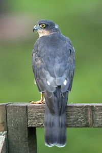 Close-up of bird perching on wooden post