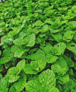 Full frame shot of green leaves