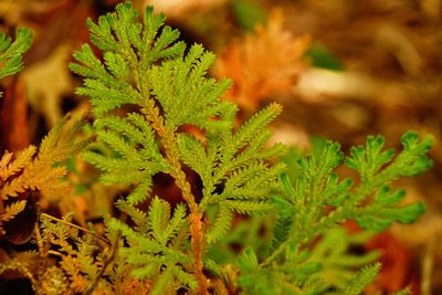 Close-up of fresh green leaves