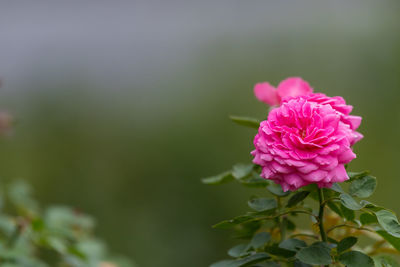 Close-up of pink rose