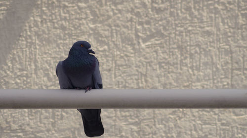 Close-up of bird perching on railing