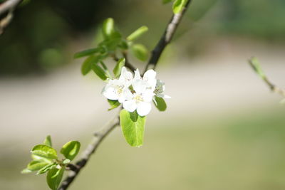 Close-up of white flowering plant