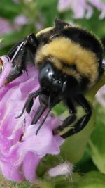 Close-up of bee on flower