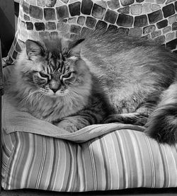 Portrait of cat relaxing on sofa