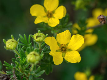 Close-up of insect on yellow flower