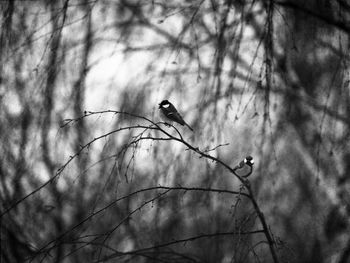 Low angle view of bird perching on bare tree