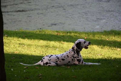 Side view of dalmatian dog lying on grass at park