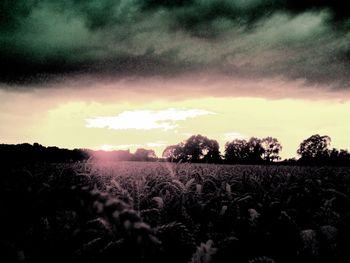 Scenic view of field against sky at sunset