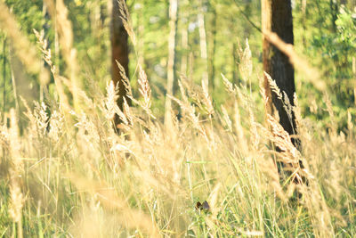 Close-up of wheat field