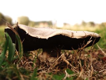 Close-up of mushroom on field