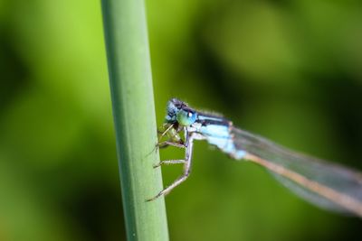 Close-up of dragonfly on leaf