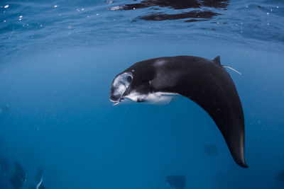 Wide angle view of a school of manta rays, in baa atoll ,madives