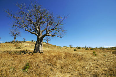 Bare tree on landscape against clear blue sky