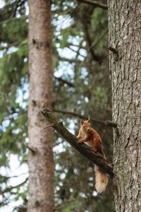 Squirrel on tree trunk