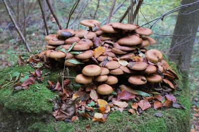 Mushrooms growing on tree trunk