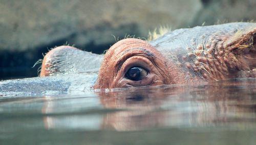 Close-up of turtle swimming in water