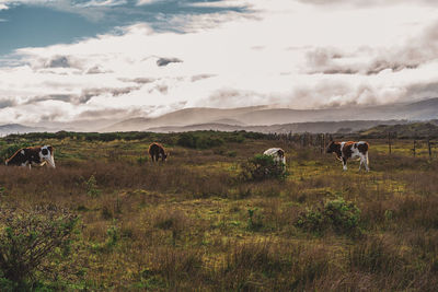 Cows in a green landscape by the coast on chiloe