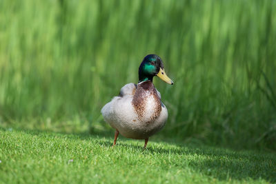 Close-up of mallard duck perching on grass