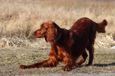 Setter irish