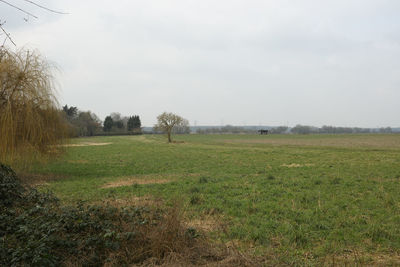 Scenic view of field against sky