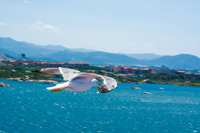 Seagull flying over sea