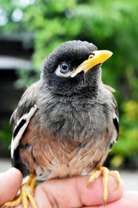 Close-up of hand holding bird