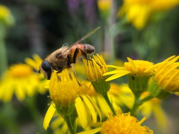 Close-up of bee pollinating on yellow flower
