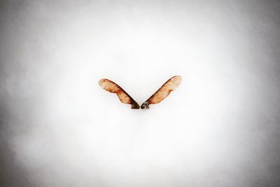 High angle view of butterfly on white background