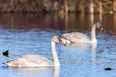 Swans swimming on lake