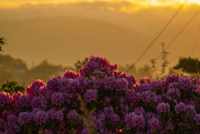 Close-up of pink flowering plants against sky during sunset