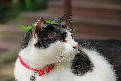 Close-up of a cat looking away