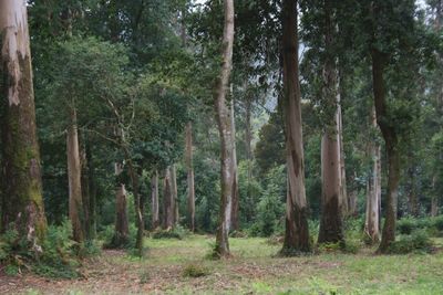 Pine trees in forest