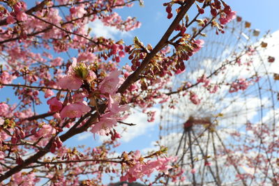 Low angle view of cherry blossoms against sky